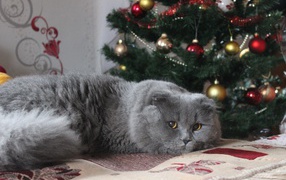 Пушистый британский кот под елкой на новый год 
