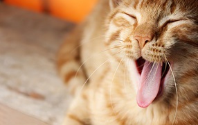 Funny yawning ginger cat with protruding tongue
