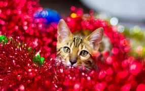 Gray cat hiding in red tinsel