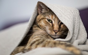 Серый кот лежит под одеялом