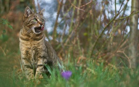 Серый кот сидит в зеленой траве 