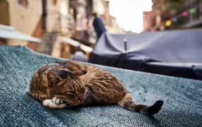 Серый кот спит на крыше кафе 