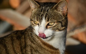 Gray cat with protruding tongue