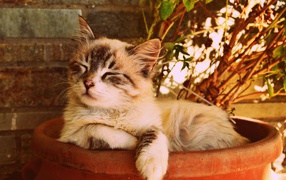 Kitten sleeping in a pot with a flower