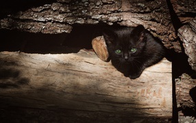 Маленький черный котенок прячется в дровах 
