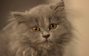 Маленький пушистый пепельный котенок крупным планом