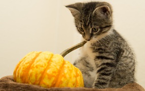 Маленький котенок с тыквой