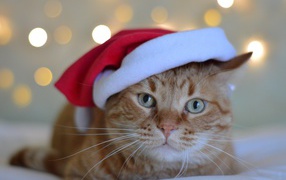 Рыжий кот в красной шапке Санта Клауса 