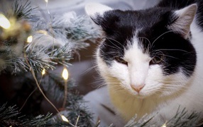 Серьезный кот сидит у ели с герляндой 