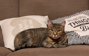 Серьезный серый домашний  кот лежит на диване