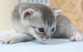 Маленький серый котенок на белом покрывале 