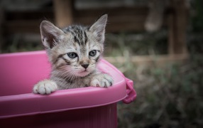 Маленький серый котенок сидит в розовом тазике