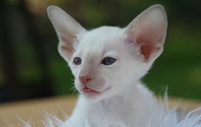 Маленький белый котенок с большими ушами 