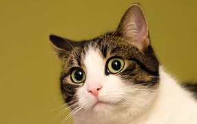 Удивленный кот на желтом фоне 