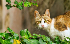 Surprised cat sitting in green leaves