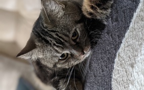 Полосатый серый кот лежит на покрывале