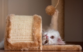 Белый кот играет с шариком