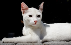 Белый кот спит на камнях на черном фоне