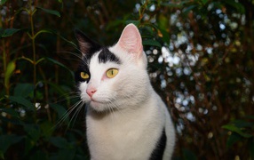 Белый с черными пятнами кот в саду