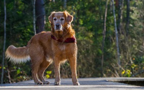 Большой золотистый ретривер стоит на деревянном мосту
