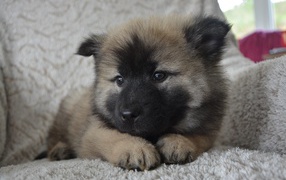 Щенок акита ину лежит на кресле 