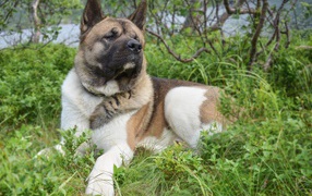 Американская акита лежит на траве