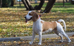 Красивый пес  породы бигль в парке 