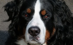 Бернский зенненхунд крупным планом 