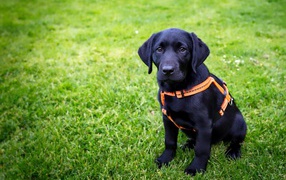 Большой черный лабрадор сидит на зеленой траве 