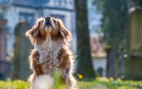 Большой пес смотрит вверх 