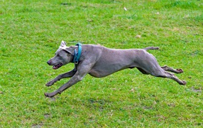 Большой серый Веймаранер бежит по зеленой траве 