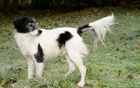 Большой бело-черный пес на зеленой траве 