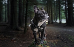 Черный французский бульдог гуляет в лесу