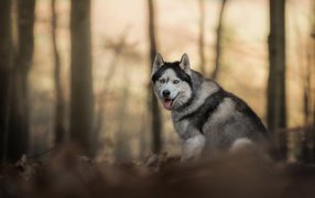Голубоглазая хаски с высунутым языком в лесу