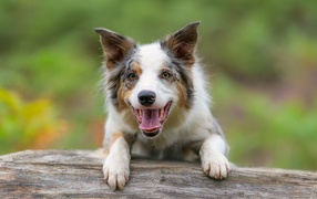 Собака породы бордер колли с открытой пастью