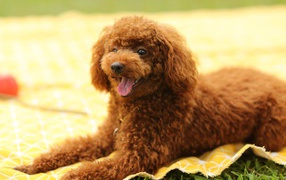 Коричневый пудель с высунутым языком