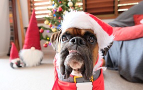 Бульдог в новогоднем костюме в  комнате 