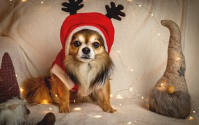 Собака породы чихуахуа в новогоднем костюме  