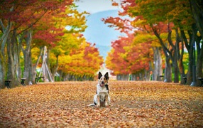 Собака сидит на опавшей листве в парке осенью 