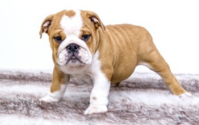 Щенок английского бульдога на подстилке