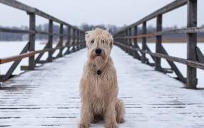Пушистый пес сидит на покрытом снегом мосту