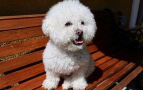 Пушистый белый щенок пуделя сидит на лавке