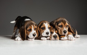 Четыре щенка бигля на сером фоне 