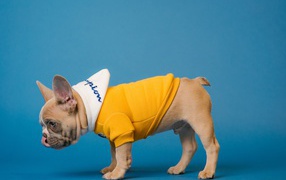 Французский бульдог в костюме на голубом фоне