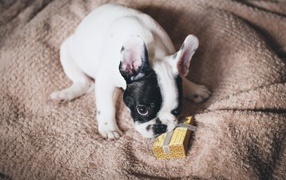 French Bulldog with a gift on the bed