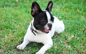 Французский бульдог с высунутым языком лежит на траве