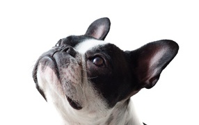 Голова французского бульдога на белом фоне