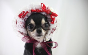 Смешная собака породы чихуахуа в шапке 