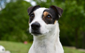 Смешной джек рассел животных терьер