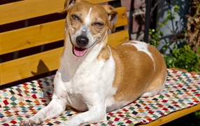 Довольный пес породы Джек рассел терьер на лавке 